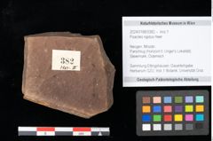 Foto (Objekt + Etikett) von Poacites rigidus Heer (NHMW-GEO-2024-0188-0382)